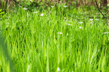 green fresh grass and white spring flowers in the forest 