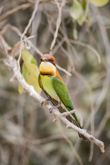 Chestnut Bee Eater Isolated