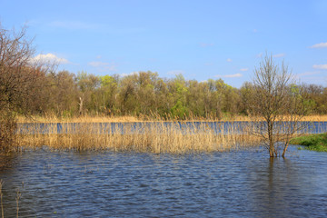 flooded lake shore