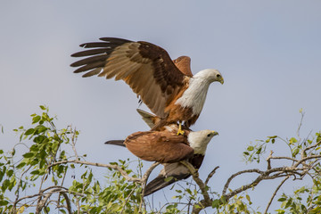 Two Brahminy Kites (Eagles) mating