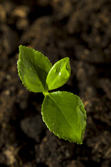 Young sprout of lemon