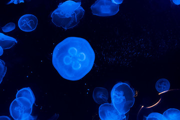 Obraz na płótnie Canvas Jellyfish Underwater