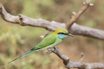 Green Bee-Eater Isolated