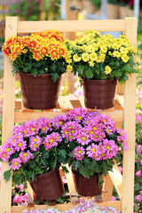 Clolorful Chrysanthemum flowers in pots on wooden frame.