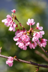 桜の花
