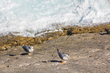 gulls on rocks by the sea