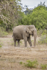 Fototapeta premium Sri Lankan Elephant Isolated