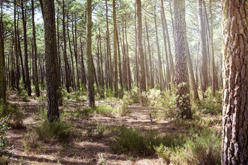 Obraz premium Wald im Sommer