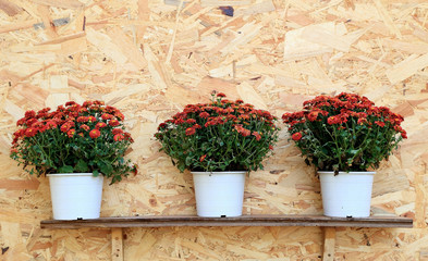 Fototapeta na wymiar Three pots of red Chrysanthemum flowers line up on wooden backgr