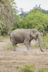 Fototapeta premium Sri Lankan Elephant Isolated
