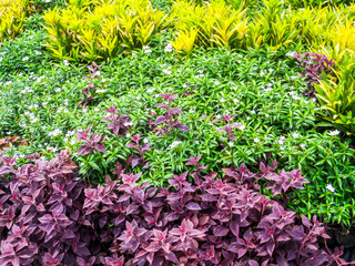 green yellow purple leaves and bloom flower