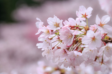 桜の花