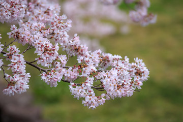 Obraz premium 桜の花