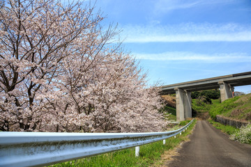 桜の花