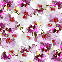 Delicate floral background. Orchids 