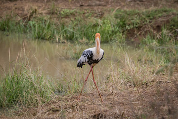 Painted Stork Isolated