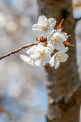 Obraz premium 桜の花