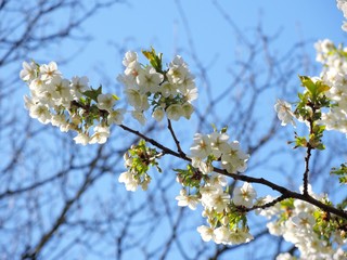 Colourful Spring blossom against a blue sky.