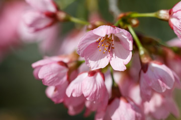 桜の花