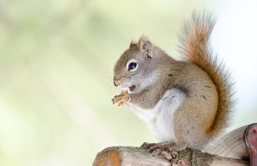 Endearing, springtime Red squirrel, close up,  Sitting up on a broken branch stump on a pine tree, paws holding onto a peanut for lunch.
