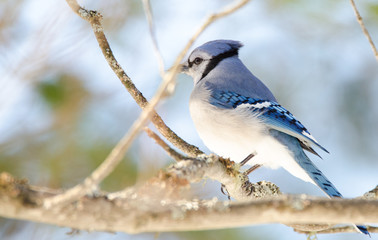 Blue Jay (Cyanocitta cristata) in early springtime, perched on a branch, observing and surveying his domain.