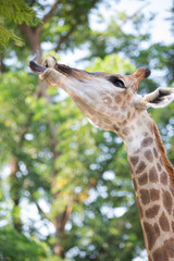 Naklejka premium .Beautiful Giraffe Close up, Giraffe Camelopardalis, The Tallest
