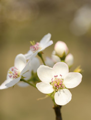 Fototapeta na wymiar Pear flower blooming