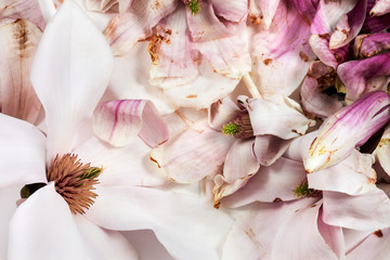 Frische und verwelkte Magnolienblüten