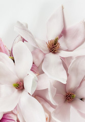 Obraz premium Frische offene Magnolienblüten auf weissem Hintergrund