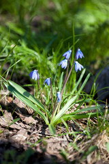 Wood squill (Scilla siberica in latin) flowers soft focus