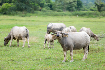 buffalo machine of farm. Mammal animal