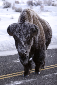 Bisonoxarna liknar mammutar n&auml;r de vandrar p&aring; bilv&auml;gen efter att ha gr&auml;vt efter n&aring;got &auml;tbart p&aring; Lamar Valleys st&auml;pp i Yellowstone..Foto:Jan Fleischmann