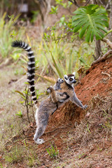Lémurien catta Madagascar
