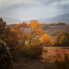 Fototapeta premium Tree with red leaves at sunset