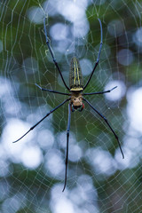 Closeup - Spider on spiderweb against nature bokeh background. Outdoors.