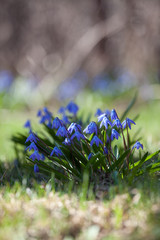 Wood squill (Scilla siberica) flowers