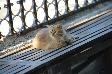 Stray cat sitting on a bench in a sunny day