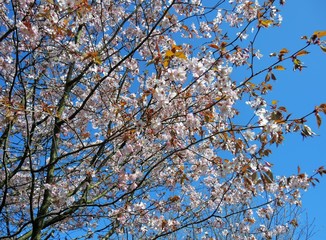 Colourful Spring blossom against a blue sky.