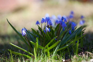 Wood squill (Scilla siberica) flowers soft focus