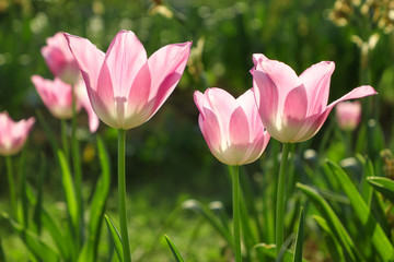 Obraz na płótnie Canvas Pink Tulip