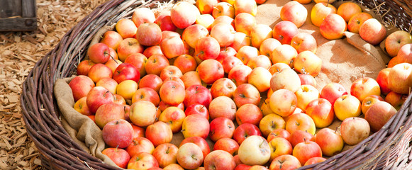Bio Äpfel