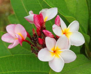 plumeria flowers