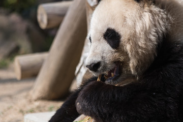 Giant Panda Eating