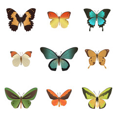 Colorful tropical butterflies collection