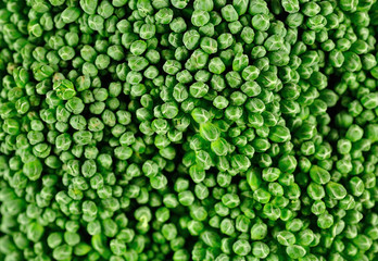 Broccoli close up texture background