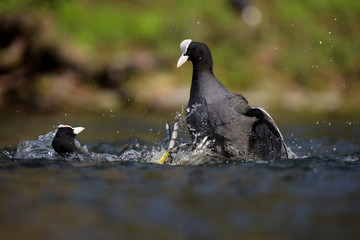 Eurasian Coot, Coot, Fulica atra - spring flight. 