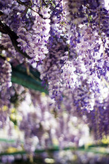 Wisteria in spring bloom
