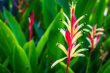 Tropical Heliconia