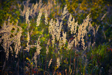 Grass on a background of sunny light 