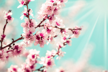 Blossom tree over nature background/ Spring flowers/Spring Background